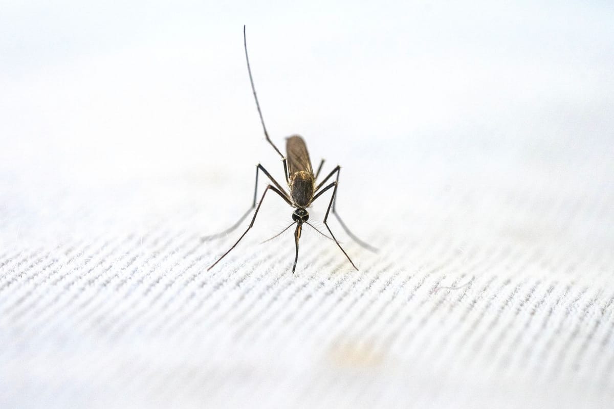 Dengue a Recanati: la sfida globale delle malattie tropicali in Italia