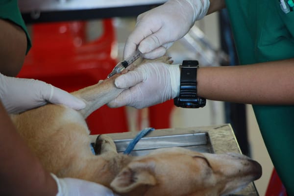 Rabbia canina in Italia: l'allarme che interroga la sicurezza sanitaria nazionale
