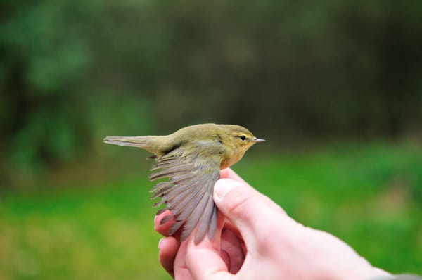 Perché gli uccelli temono le donne? La scienza svela un pregiudizio evolutivo