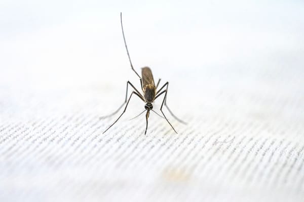 Dengue a Recanati: la sfida globale delle malattie tropicali in Italia