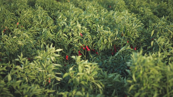 Peperoncino di Calabria IGP: il sigillo europeo che cambia il mercato del Sud