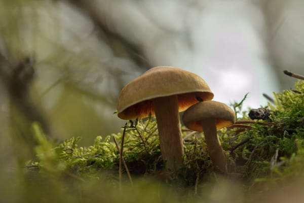La rete sotterranea dei funghi: il tesoro invisibile che sostiene il pianeta