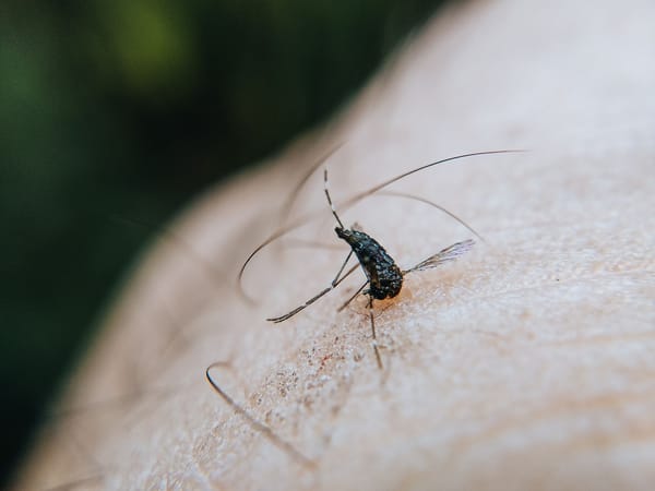 Allarme West Nile: il caso di Grassina e la sfida climatica che cambia la sanità